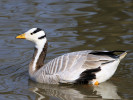 Bar-Headed Goose (WWT Slimbridge March 2011) - pic by Nigel Key